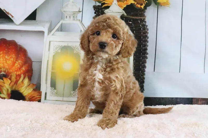 Logan – Miniature Goldendoodle puppy for sale in Baltic, OH