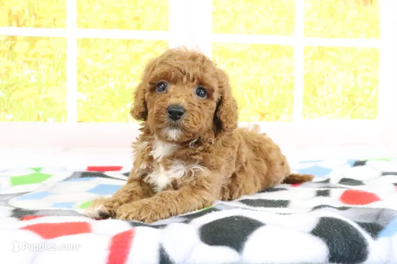 Haven – Miniature Goldendoodle puppy for sale in Baltic, OH