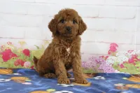 Flo, a female Miniature Goldendoodle for sale in Baltic, OH – 4 of 4