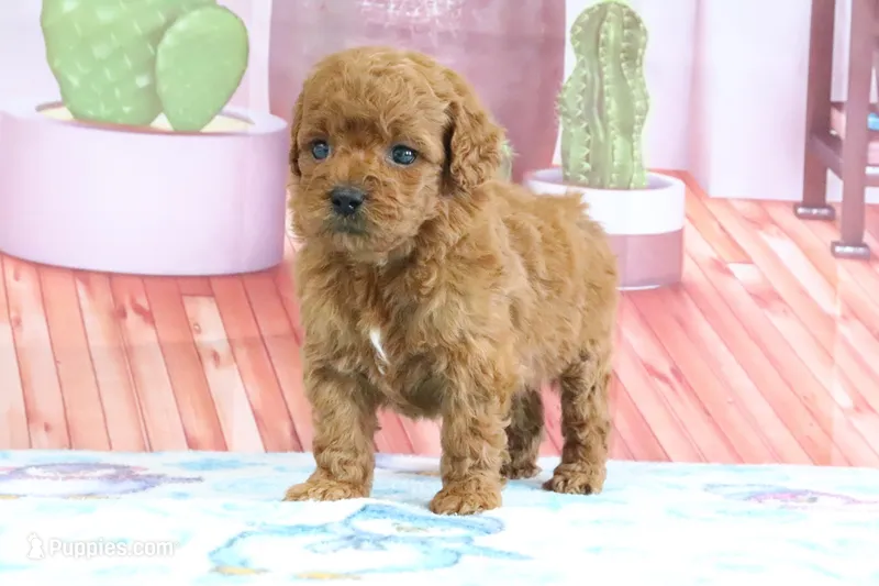 Pete – Miniature Goldendoodle puppy for sale in Baltic, OH