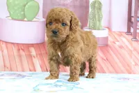 Pete, a male Miniature Goldendoodle for sale in Baltic, OH – 1 of 4