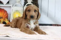 Kodiak, a male Miniature Goldendoodle for sale in Baltic, OH – 4 of 4