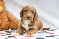 Clinton, a male Miniature Goldendoodle for sale in Baltic, OH – Photo 2 of 4