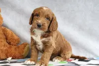 Clinton, a male Miniature Goldendoodle for sale in Baltic, OH – Photo 1 of 4