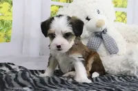 Ryker, a male Miniature Bernedoodle for sale in Baltic, OH – 5 of 5