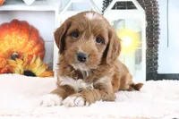 Marla, a female Miniature Goldendoodle for sale in Baltic, OH – 3 of 4