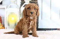 Marshall, a male Miniature Goldendoodle for sale in Baltic, OH – 2 of 4