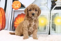 Lexi, a female Miniature Goldendoodle for sale in Baltic, OH – 3 of 4