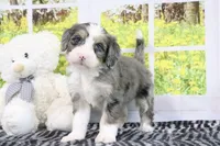 Rose, a female Miniature Bernedoodle for sale in Baltic, OH – 4 of 4