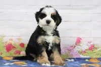 Leo, a male Miniature Bernedoodle for sale in Baltic, OH – 2 of 4
