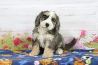 Lola, a female Miniature Bernedoodle for sale in Baltic, OH – 2 of 4