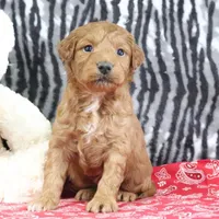 Mindy, a female Goldendoodle for sale in Baltic, OH – Photo 2 of 4