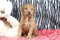 Mindy, a female Goldendoodle for sale in Baltic, OH – Photo 2 of 4