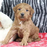 Mindy, a female Goldendoodle for sale in Baltic, OH – Photo 3 of 4