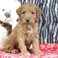 Mindy, a female Goldendoodle for sale in Baltic, OH – Photo 1 of 4