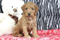 Mindy, a female Goldendoodle for sale in Baltic, OH – Photo 1 of 4