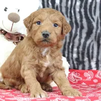 Mindy, a female Goldendoodle for sale in Baltic, OH – Photo 4 of 4