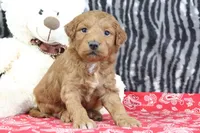 Mindy, a female Goldendoodle for sale in Baltic, OH – Photo 4 of 4