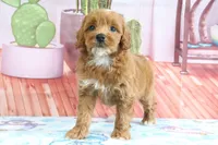 Heidi, a female Miniature Goldendoodle for sale in Baltic, OH – 4 of 4