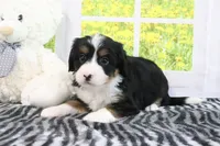 Raine, a female Miniature Bernedoodle for sale in Baltic, OH – 2 of 5