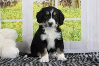 Reese, a male Miniature Bernedoodle for sale in Baltic, OH – 4 of 4