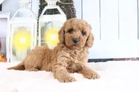 Brunzo, a male Miniature Goldendoodle for sale in Baltic, OH – 2 of 4