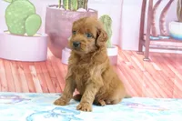 Phoenix, a male Miniature Goldendoodle for sale in Baltic, OH – 4 of 4