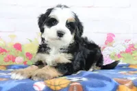 Leo, a male Miniature Bernedoodle for sale in Baltic, OH – 3 of 4