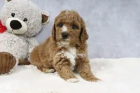 Alisha, a female Miniature Goldendoodle for sale in Baltic, OH – 4 of 5