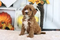 Lyndon, a male Miniature Goldendoodle for sale in Baltic, OH – 2 of 5