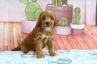 Heidi, a female Miniature Goldendoodle for sale in Baltic, OH – 2 of 4