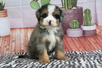 Sarge, a male Miniature Bernedoodle for sale in Baltic, OH – 3 of 4