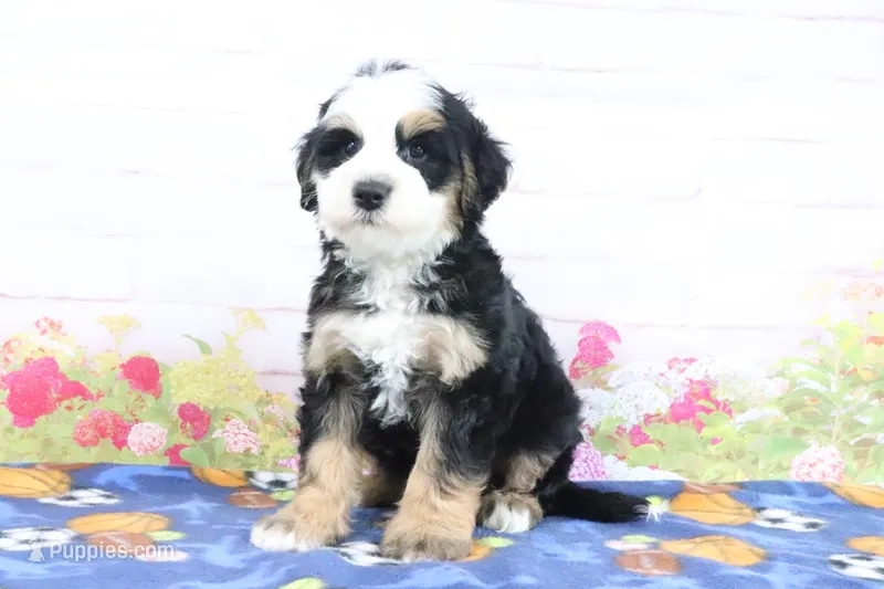 Leo – Miniature Bernedoodle puppy for sale in Baltic, OH
