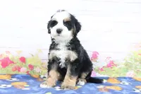 Leo, a male Miniature Bernedoodle for sale in Baltic, OH – 1 of 4