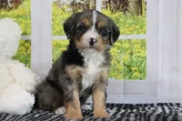 Ruby, a female Miniature Bernedoodle for sale in Baltic, OH – 3 of 5