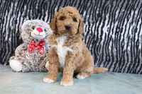 Clinton, a male Miniature Goldendoodle for sale in Baltic, OH – 3 of 4