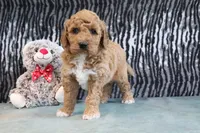 Clinton, a male Miniature Goldendoodle for sale in Baltic, OH – 2 of 4