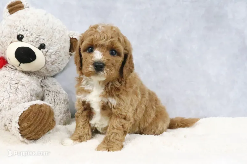 Alisha – Miniature Goldendoodle puppy for sale in Baltic, OH