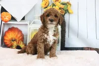 Kassie, a female Miniature Goldendoodle for sale in Baltic, OH – 3 of 4