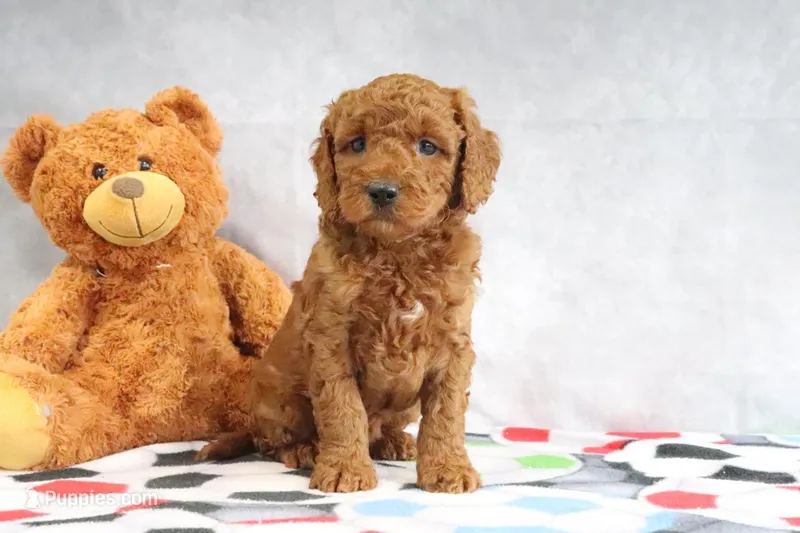 Allie – Miniature Goldendoodle puppy for sale in Baltic, OH