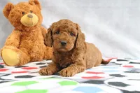Allie, a female Miniature Goldendoodle for sale in Baltic, OH – Photo 3 of 4