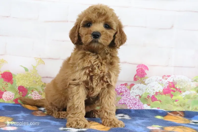 Fifi – Miniature Goldendoodle puppy for sale in Baltic, OH