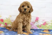 Fifi, a female Miniature Goldendoodle for sale in Baltic, OH – 1 of 4