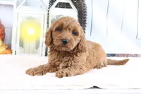 Mason, a male Miniature Goldendoodle for sale in Baltic, OH – 2 of 4