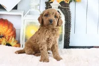 Buddy, a male Miniature Goldendoodle for sale in Baltic, OH – 2 of 4