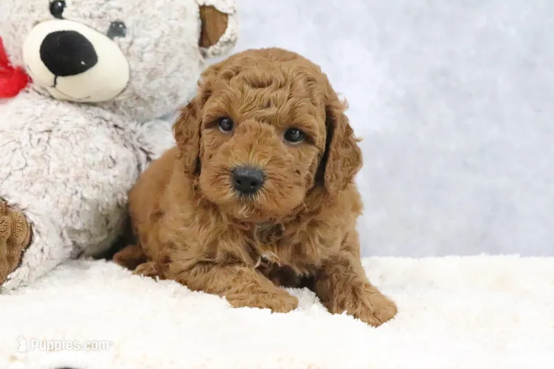 Arnold – Miniature Goldendoodle puppy for sale in Baltic, OH