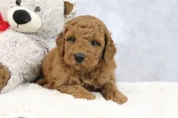 Arnold, a male Miniature Goldendoodle for sale in Baltic, OH – 1 of 4
