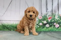 Tesa, a female Goldendoodle for sale in Baltic, OH – 3 of 4