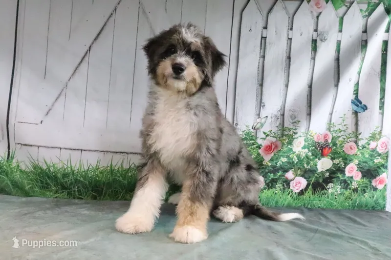 Sommers – Miniature Bernedoodle puppy for sale in Baltic, OH