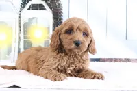 Mason, a male Miniature Goldendoodle for sale in Baltic, OH – 3 of 4